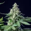 Royal Queen Seeds Seminte de canabis Easy Bud Auto