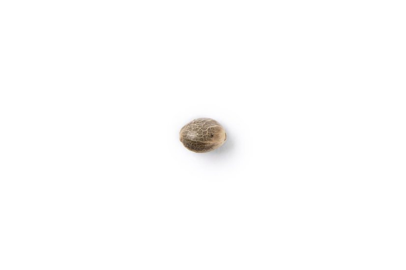 The Bulldog Seeds TB Strawberry Haze Automático, 3 e 5 peças