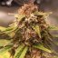 Doctor´s Choice Seeds Purple Ryder Auto Feminizada