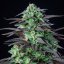 Royal Queen Seeds Seminte de canabis Skunk XL feminizate