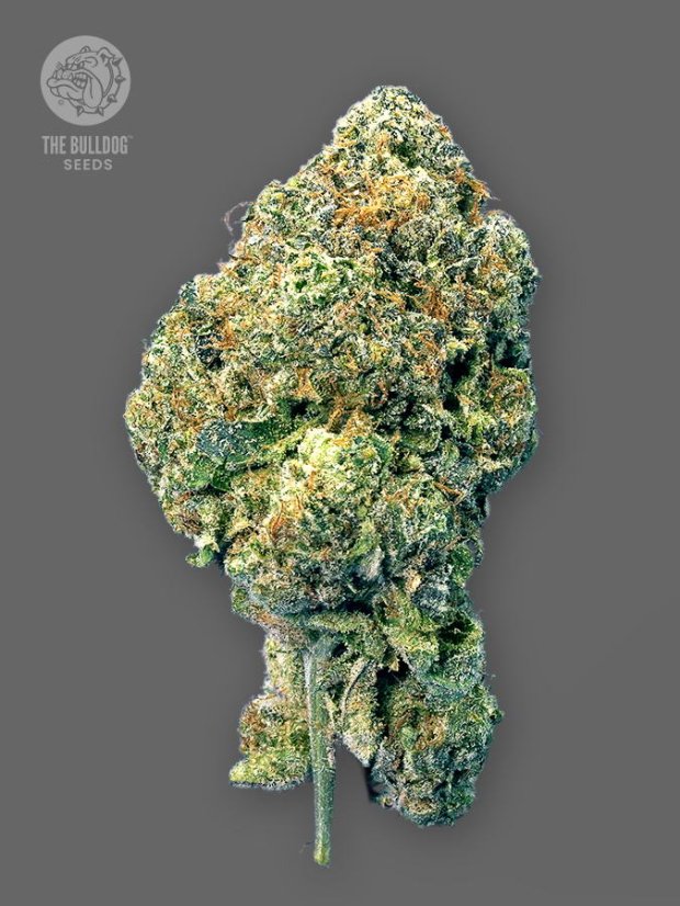 The Bulldog Seeds TB Runtz Feminizada, 3 e 5 peças