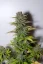Fast Buds Cannabis Seeds G14 Auto