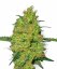 Sensi Seeds Graines de cannabis Master Kush Regular de White Label, 10 pcs