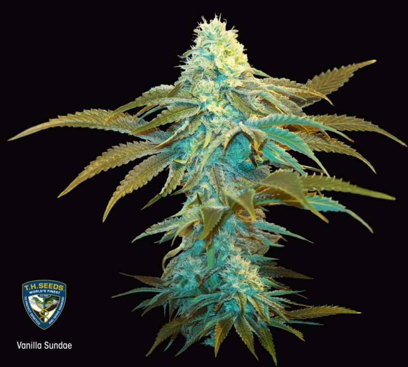 T.H.Seeds™ Seminte de canabis Vanilla Sundae, 710 Limited Special Pack, feminizate