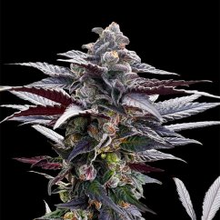 Silent Seeds Seminte de Cannabis Pink Sunset By Sherbinskis Feminizate