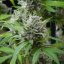 Royal Queen Seeds Seminte de canabis El Patron feminizate