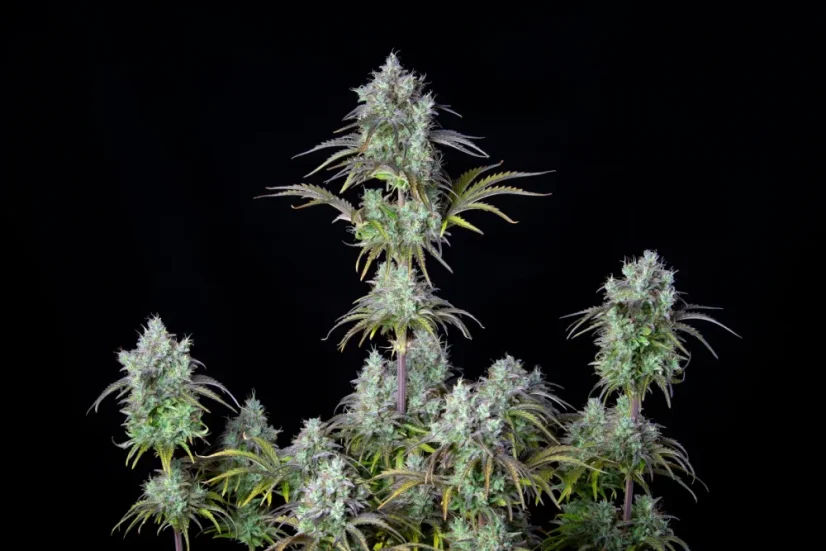 Fast Buds Cannabis Seeds Big Bud Auto