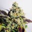 Doctor´s Choice Семена DC Kush Photo Feminized