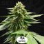 T.H.Seeds™ Seminte de canabis Melon Vader, pachet 5+1, feminizate