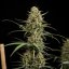 Royal Queen Seeds Seminte de canabis Hulkberry Auto