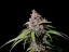 Fast Buds Semi di Cannabis Amnesia Zkittlez Auto