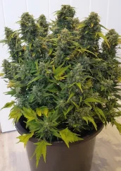 Dutch Passion Seminte de canabis Auto Duck® Autoflowering