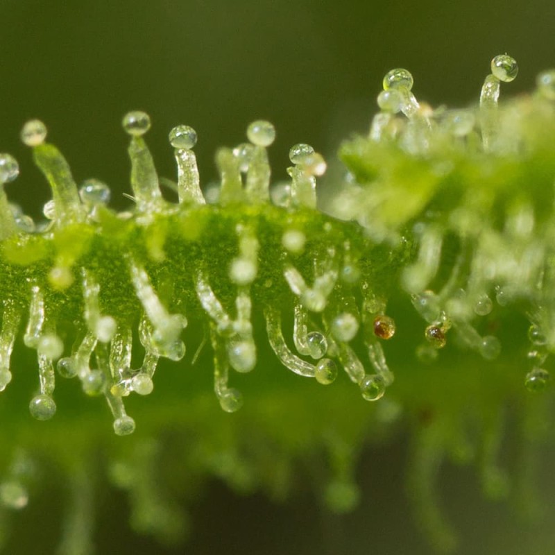 Silent Seeds Seminte de Canabis Lemon Tree Fast By Lemon Tree Feminizate