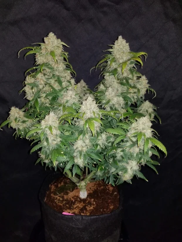 Fast Buds Biji Ganja Zkittlez Auto