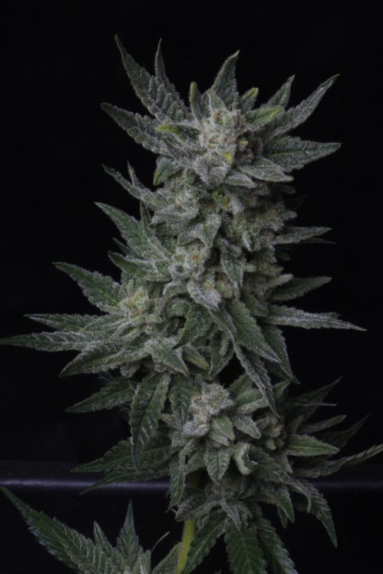 T.H.Seeds™ Seminte de canabis Auto Bubblegum, pachet 5+1, feminizate