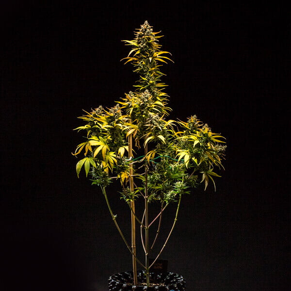 Royal Queen Seeds Semințe de canabis Purple Queen Auto