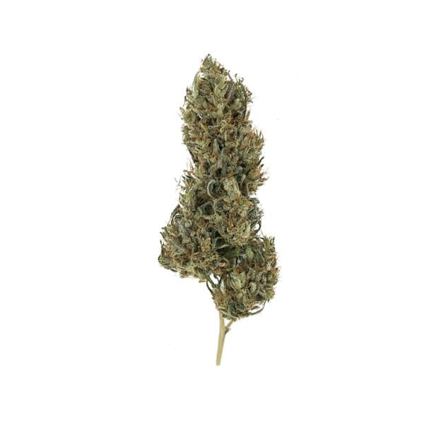 Royal Queen Seeds Cannabis Seeds Painkiller XL Feminiseret (Høj CBD)