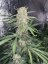 Fast Buds sjemenke konoplje OG Kush Auto