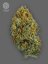 The Bulldog Seeds TB Skittlez Auto, 3 e 5 peças
