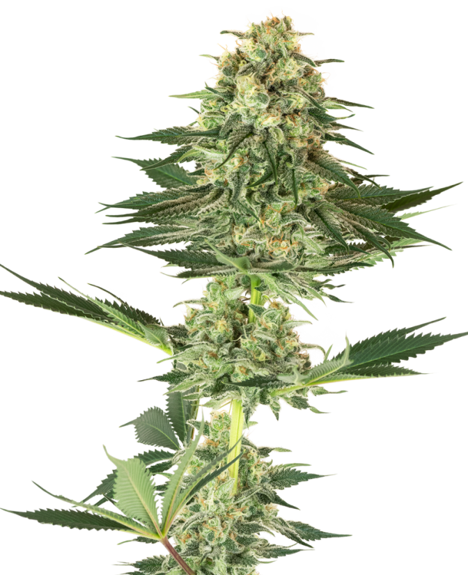 Sensi Seeds Semințe de canabis Banana Kush feminizate de White Label, 3-10 buc.