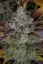 Fast Buds Sjemenke konoplje Gorilla Cookies Auto