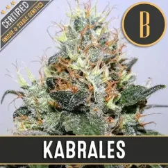 Blimburn Seeds Semena konoplje Kabrales Feminized