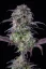 Fast Buds Sjemenke konoplje Blueberry Auto