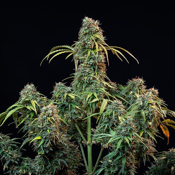 Royal Queen Seeds Cannabis Seeds Royal CBDV Auto (korkea CBD)