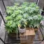 Blimburn Seeds Cannabiszaden Blue Dream Gefeminiseerd