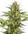 Sensi Seeds Semena konoplje Jack Herer Automatic Feminized, 3-10 kos
