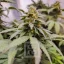Blimburn Seeds Semena konoplje Grizzly Purple Kush Feminized