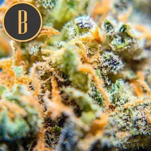 Blimburn Seeds Feminizované semená kanabisu Critical Daddy
