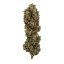 Royal Queen Seeds Seminte de Canabis Biscuiti Gelato Feminizat