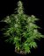 Semințe de canabis Royal Queen Seeds Hyperion F1 Auto