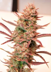 Dutch Passion Seminte de canabis Auto Banana Blaze® Autoflowering