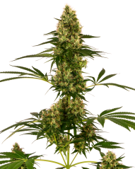 Sensi Seeds Seminte de canabis Blue Bullet Automatic® feminizate, 3-10 buc.