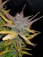 Fast Buds Kremasti kolačići sjemenki kanabisa, automatski