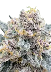 Fast Buds Cannabis Seeds Cherry Cola Auto RF3 Feminized