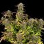 Royal Queen Seeds Semințe de canabis Purple Punch Auto