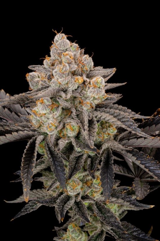 Fast Buds Sjemenke kanabisa Gorilla Cookies FF