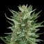 Royal Queen Seeds Seminte de canabis Easy Bud Auto