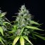 Royal Queen Seeds Seminte de canabis Royal Gorilla Auto