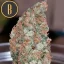 Blimburn Seeds Sjemenke konoplje Mamba Negra Feminized