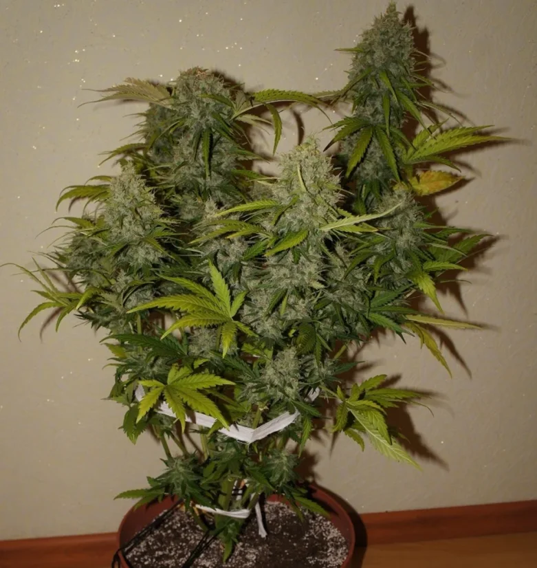 Fast Buds Sjemenke konoplje Grejp Auto