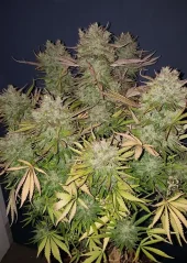 Dutch Passion Насіння коноплі Auto Think Big® Autoflowering