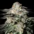 Silent Seeds Cannabis Seeds Mint Candy Feminized