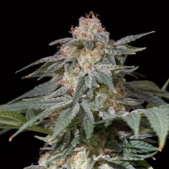 Silent Seeds Semi di cannabis Lemon Tree Fast By Lemon Tree Femminizzati