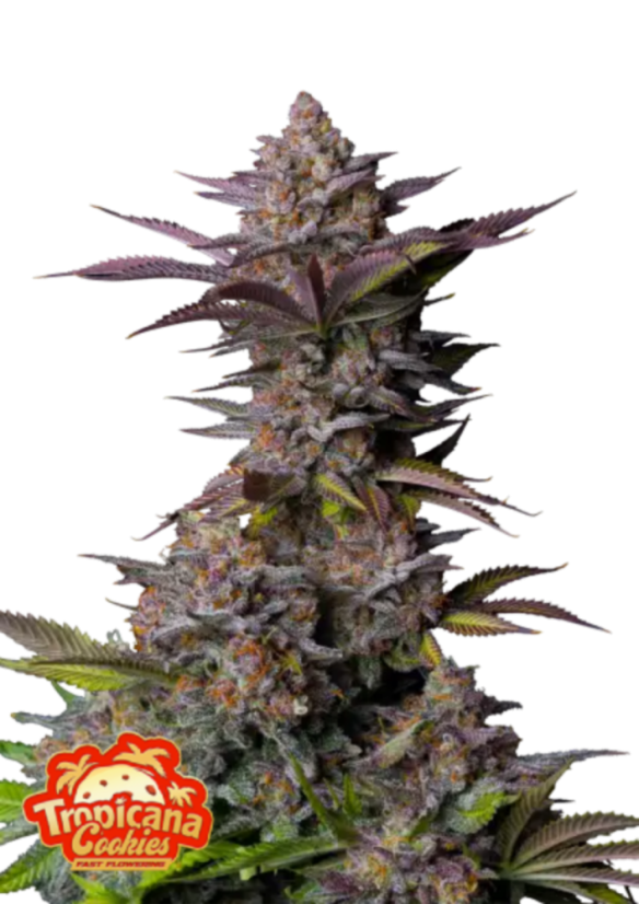 Fast Buds Sjemenke kanabisa Tropicana kolačići FF