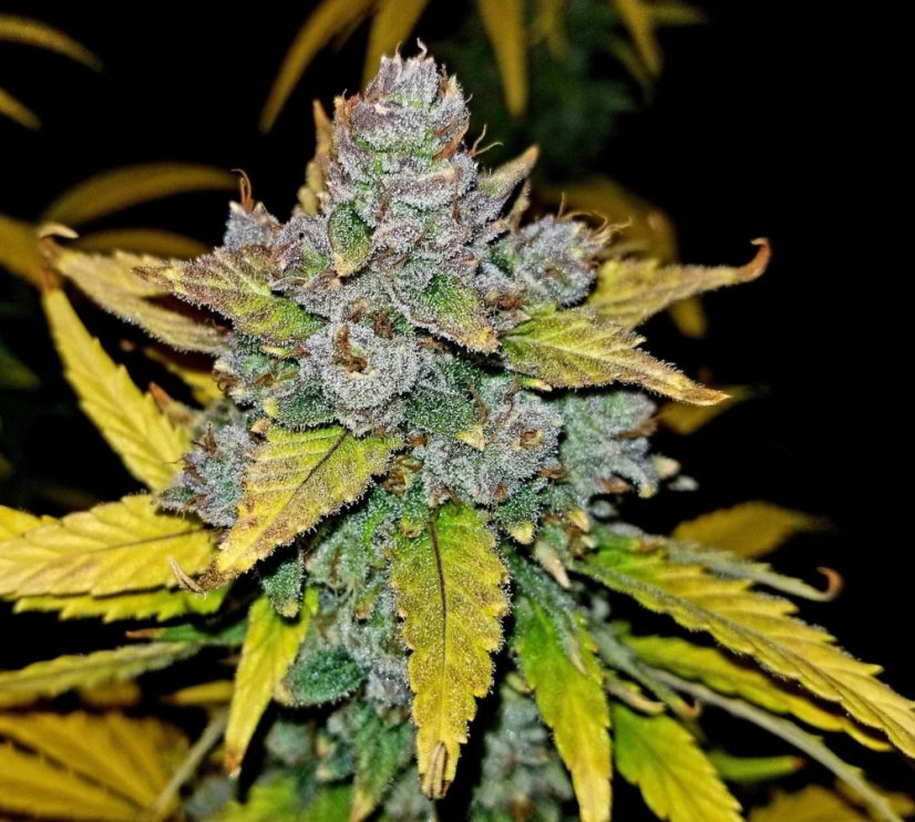 Fast Buds Biji Ganja Blue Dream Auto