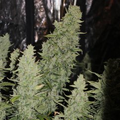 Doctor´s Choice Seeds Niagara Auto Feminizate